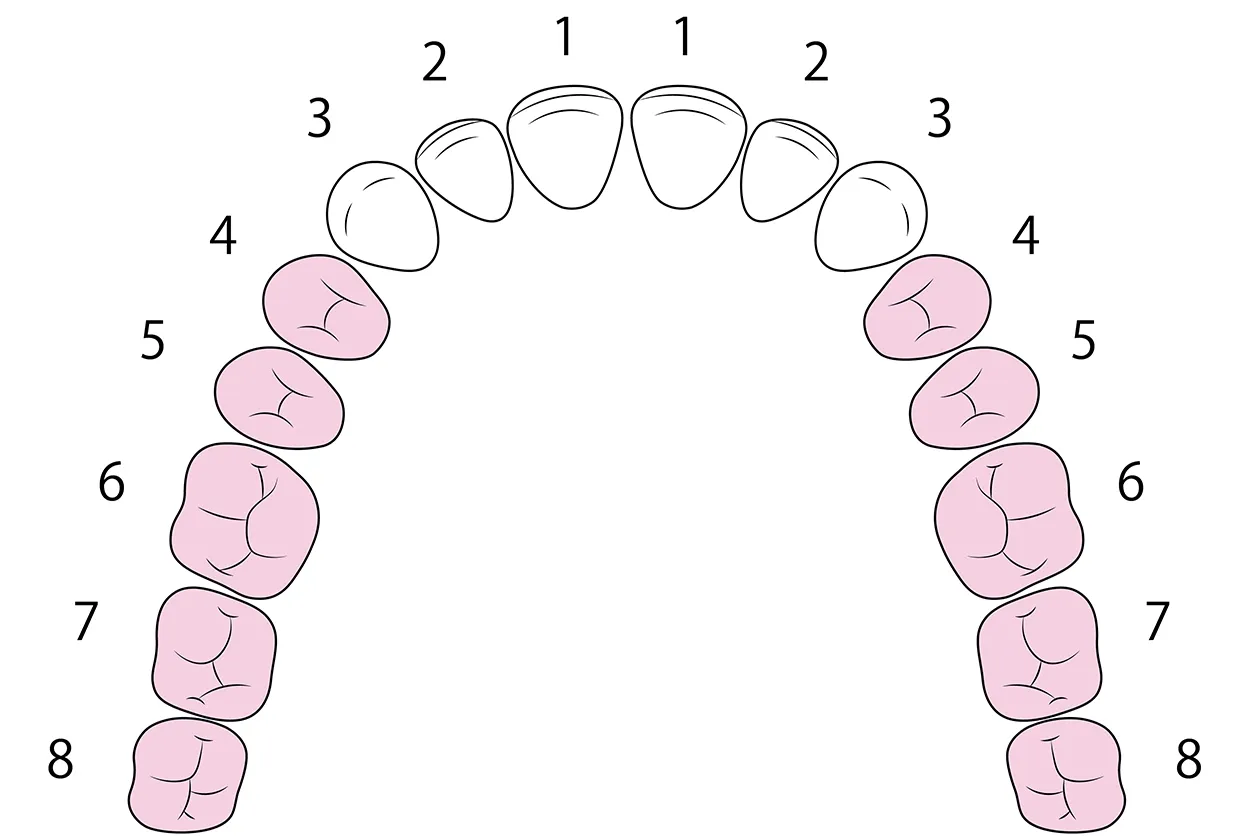 臼歯は前歯から数えて4番目以降の歯です