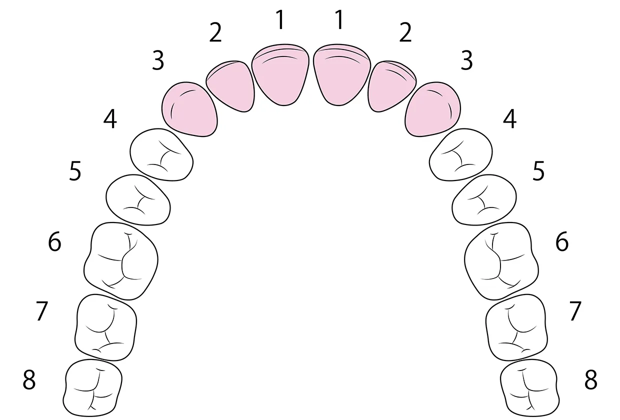 前歯から数えて3番目までの歯が対象になります